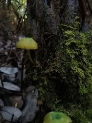 Entoloma necopinatum