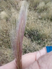 Hordeum