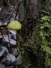 Entoloma necopinatum