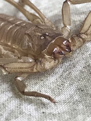 Centruroides bicolor