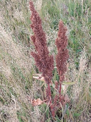 Rumex crispus