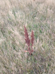 Rumex crispus