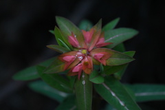 Euphorbia griffithii