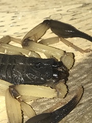 Centruroides bicolor
