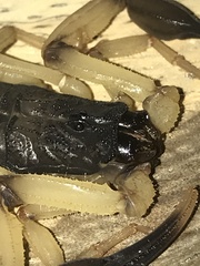 Centruroides bicolor