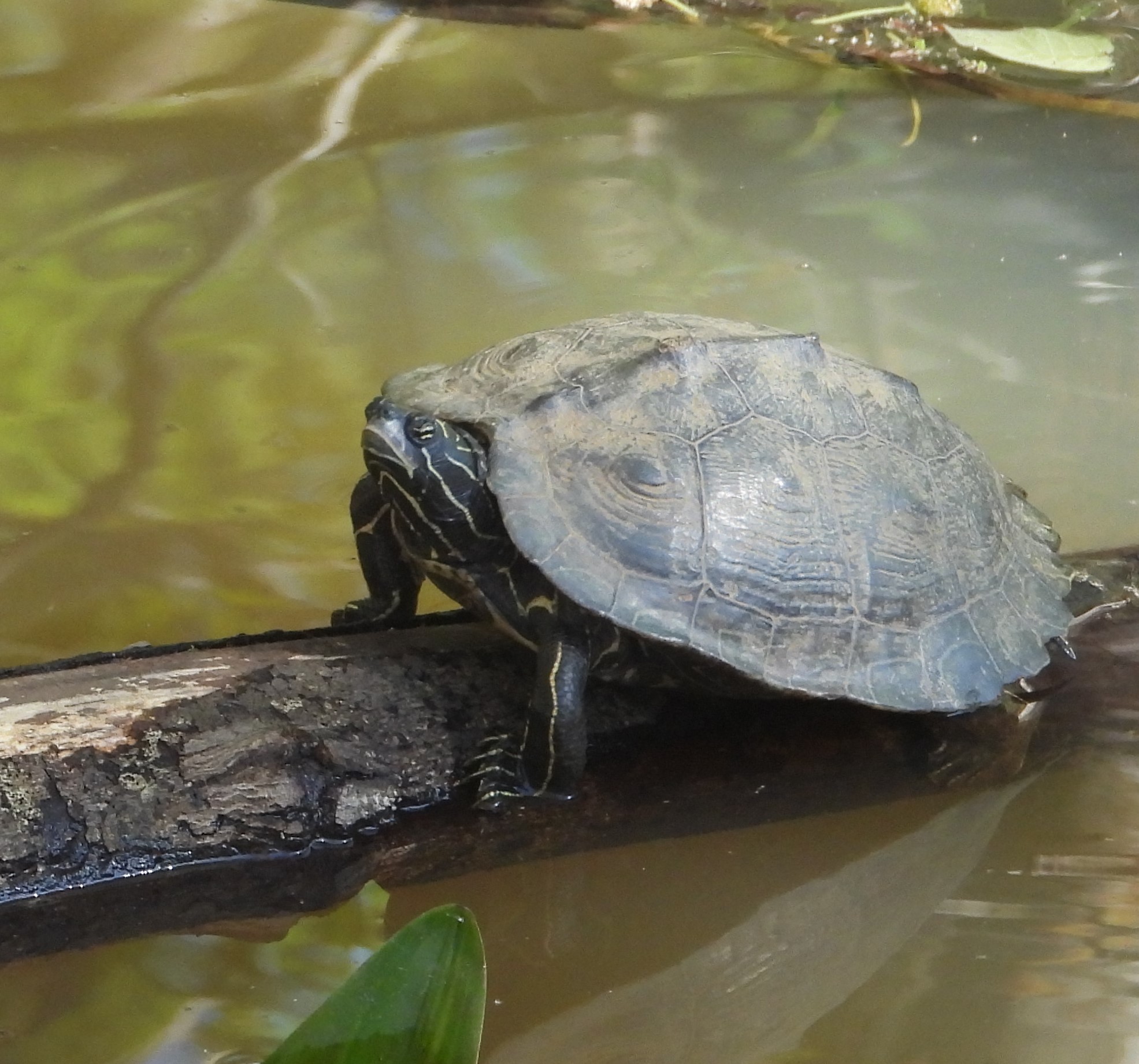 Graptemys nigrinoda Cagle, 1954