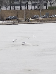 Chroicocephalus ridibundus