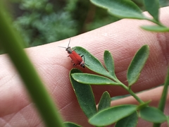 Malachius coccineus