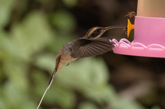 Phaethornis eurynome