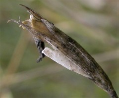 Coleophora dianthi