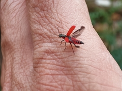 Malachius coccineus