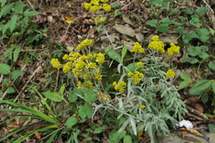 Pseudognaphalium adnatum