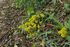 Pseudognaphalium adnatum