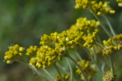 Pseudognaphalium adnatum