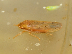 Ponana