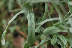 Pseudognaphalium adnatum