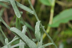 Pseudognaphalium adnatum