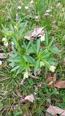 Helleborus viridis