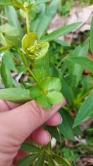 Helleborus viridis