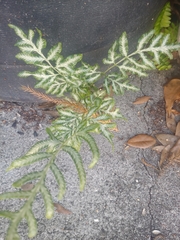 Pteris ensiformis