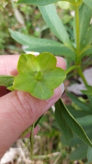 Helleborus viridis