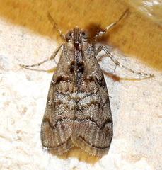 Pococera euphemella