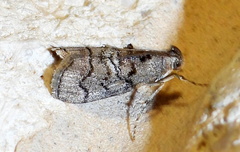 Pococera euphemella