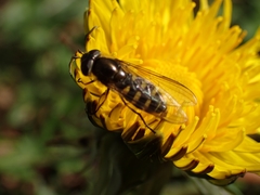 Melangyna lasiophthalma