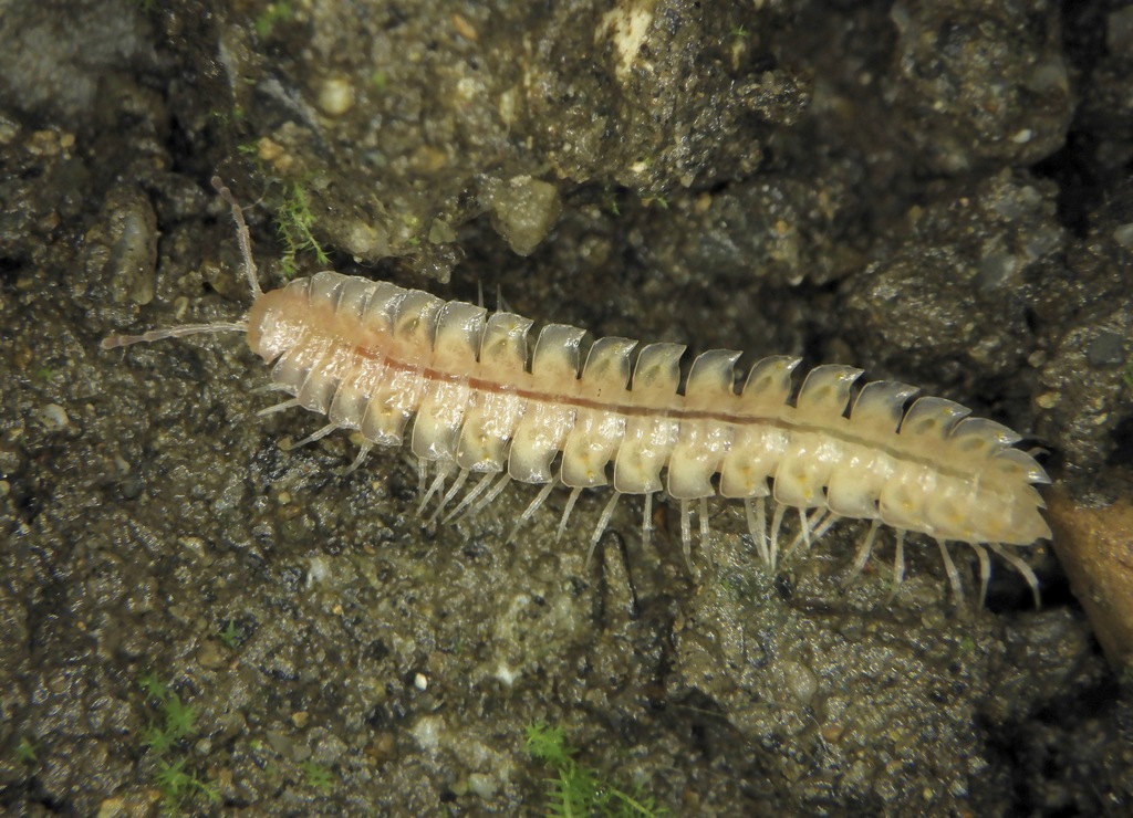 Epanerchodus inferus