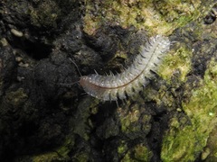 Epanerchodus inferus