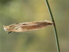 Coleophora dianthi
