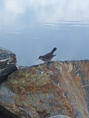 Cinclodes patagonicus