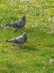 Columba livia domestica