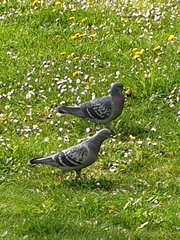 Columba livia domestica