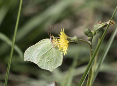 Gonepteryx rhamni