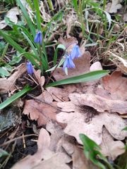 Scilla siberica