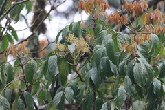 Staphylea malabarica