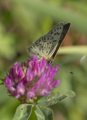 Lycaena tityrus