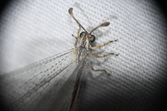 Clathroneuria coquilletti