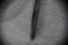 Clathroneuria coquilletti