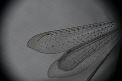 Clathroneuria coquilletti