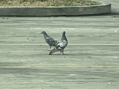 Columba livia domestica