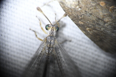 Clathroneuria coquilletti