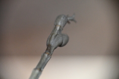 Pseudosermyle straminea