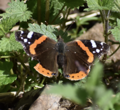Vanessa atalanta