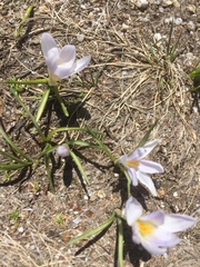 Crocus carpetanus