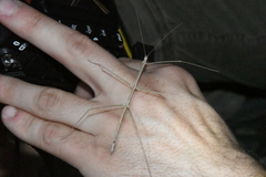 Pseudosermyle straminea
