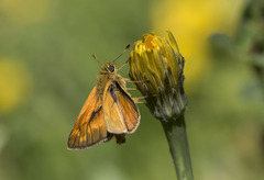 Ochlodes sylvanus