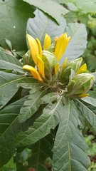 Metarungia longistrobus