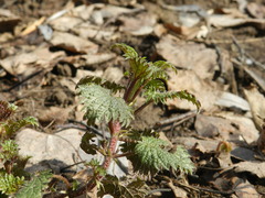 Urtica dioica